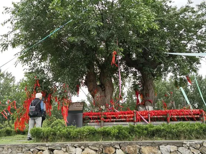 夏津縣如何保護古桑樹群和促進椹果產(chǎn)業(yè)發(fā)展？