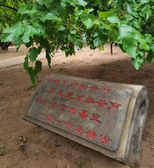 雨中采風(fēng)夏津行，古道黃河追憶詩情